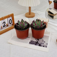 4'' Echeveria Agavoides Casio, Rare Live Succulent Plants