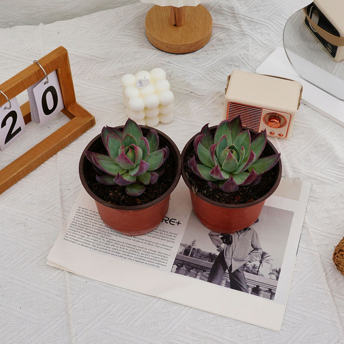 4'' Echeveria Agavoides Casio, Rare Live Succulent Plants