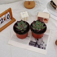 4'' Echeveria Agavoides Casio, Rare Live Succulent Plants