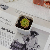 2'' Echeveria Ali, Rare Live Succulent Plants