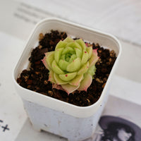 2'' Echeveria Ali, Rare Live Succulent Plants