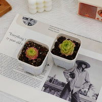 2'' Echeveria Ali, Rare Live Succulent Plants