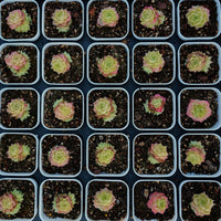 2'' Echeveria Ali, Rare Live Succulent Plants