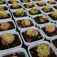 2'' Echeveria Ali, Rare Live Succulent Plants