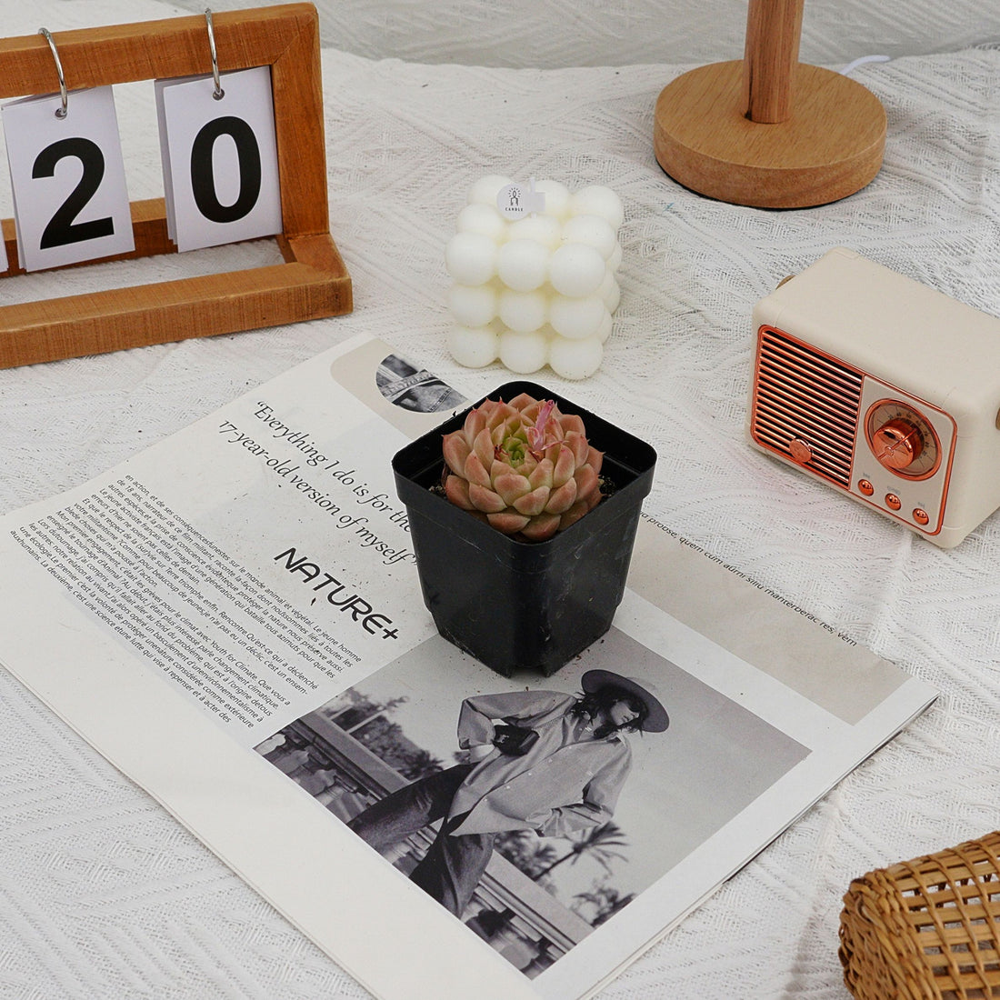 2.5'' Echeveria Rose Queen, Rare Live Succulent Plants