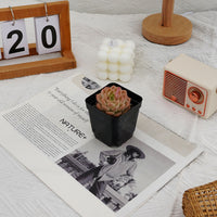 2.5'' Echeveria Rose Queen, Rare Live Succulent Plants