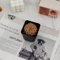 2.5'' Echeveria Rose Queen, Rare Live Succulent Plants
