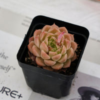 2.5'' Echeveria Rose Queen, Rare Live Succulent Plants