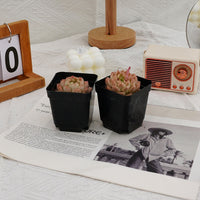 2.5'' Echeveria Rose Queen, Rare Live Succulent Plants
