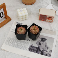 2.5'' Echeveria Rose Queen, Rare Live Succulent Plants