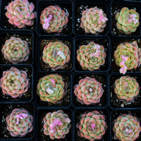 2.5'' Echeveria Rose Queen, Rare Live Succulent Plants
