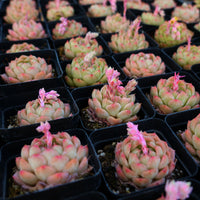 2.5'' Echeveria Rose Queen, Rare Live Succulent Plants