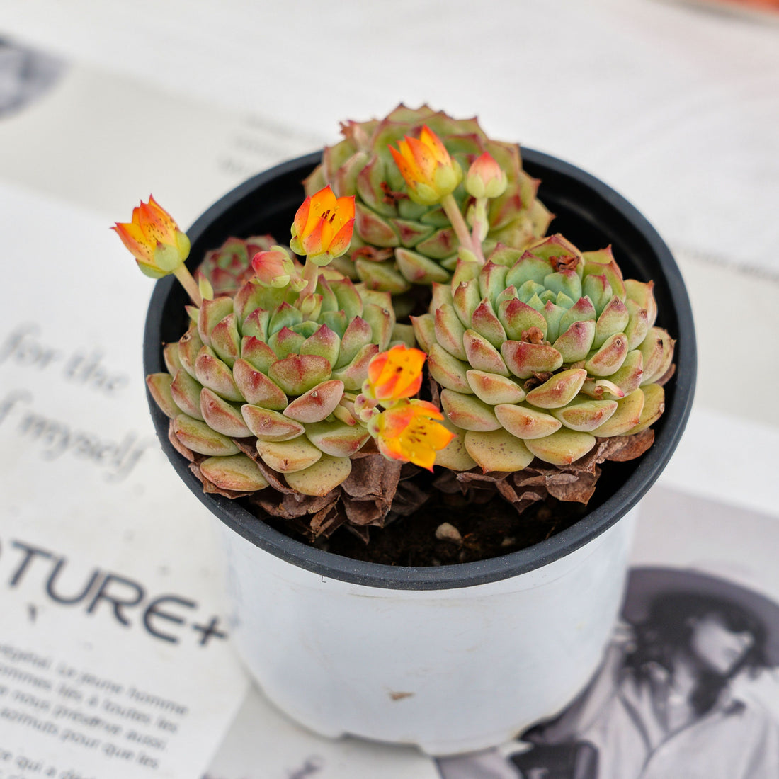 4'' Echeveria Panda Face, Rare Live Succulent Plants
