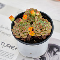 4'' Echeveria Panda Face, Rare Live Succulent Plants