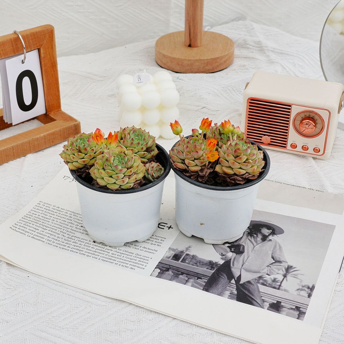 4'' Echeveria Panda Face, Rare Live Succulent Plants