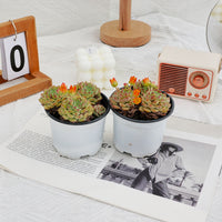 4'' Echeveria Panda Face, Rare Live Succulent Plants