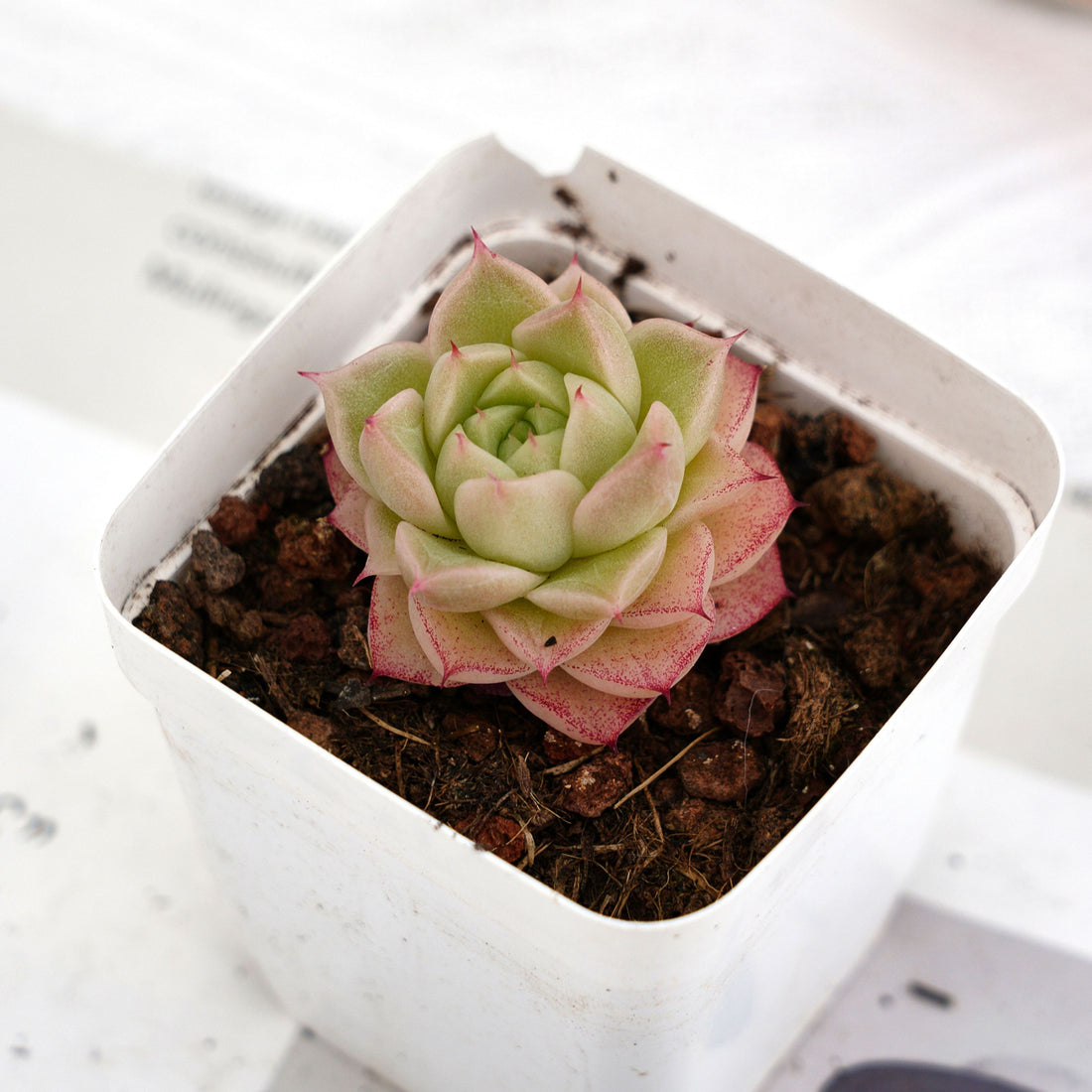 2'' Echeveria Azolla Filiculoides, Rare Live Succulent Plants