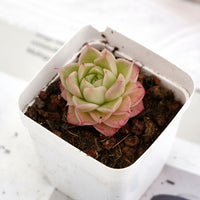 2'' Echeveria Azolla Filiculoides, Rare Live Succulent Plants