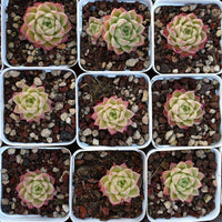 2'' Echeveria Azolla Filiculoides, Rare Live Succulent Plants