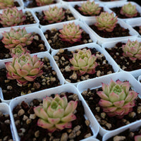 2'' Echeveria Azolla Filiculoides, Rare Live Succulent Plants