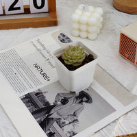 2'' Echeveria Kovadi, Rare Live Succulent Plants