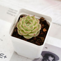 2'' Echeveria Kovadi, Rare Live Succulent Plants