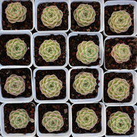 2'' Echeveria Kovadi, Rare Live Succulent Plants