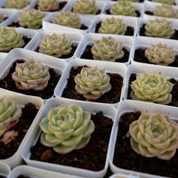 2'' Echeveria Kovadi, Rare Live Succulent Plants