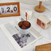 4'' Echeveria Elizabeth, Rare Live Succulent Plants