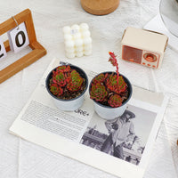 4'' Echeveria Elizabeth, Rare Live Succulent Plants