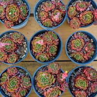 4'' Echeveria Elizabeth, Rare Live Succulent Plants