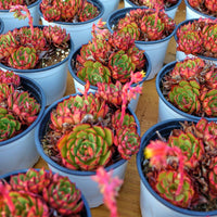4'' Echeveria Elizabeth, Rare Live Succulent Plants