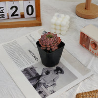 3'' Echeveria Blue Minima, Rare Live Succulent Plants