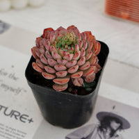 3'' Echeveria Blue Minima, Rare Live Succulent Plants