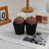 3'' Echeveria Blue Minima, Rare Live Succulent Plants
