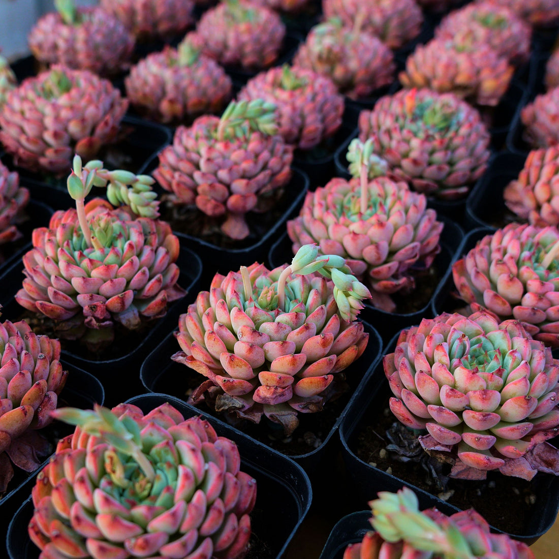 3'' Echeveria Blue Minima, Rare Live Succulent Plants
