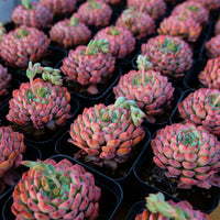 3'' Echeveria Blue Minima, Rare Live Succulent Plants