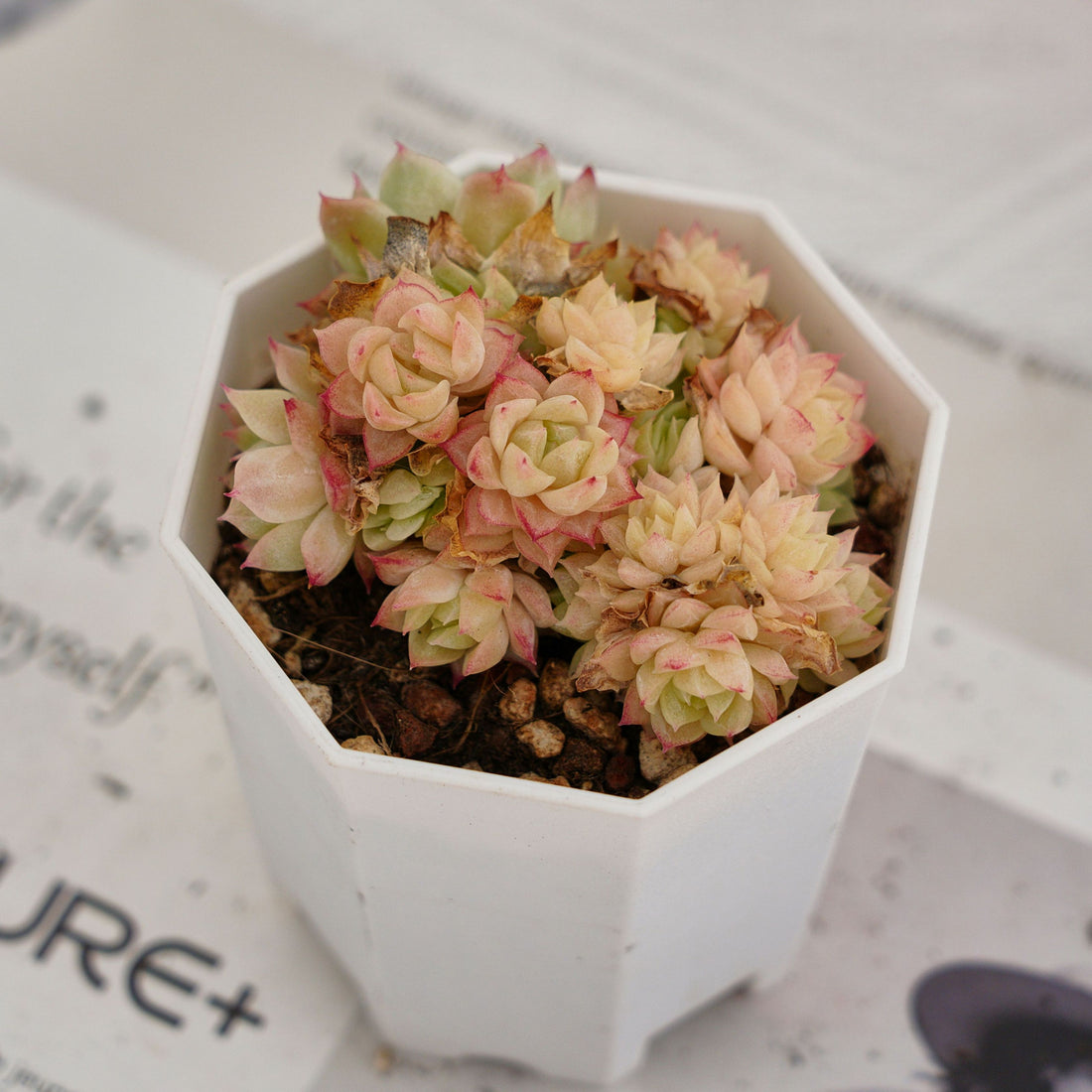 2'' Echeveria Pink Queen, Rare Live Succulent Plants