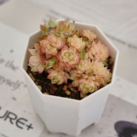 2'' Echeveria Pink Queen, Rare Live Succulent Plants