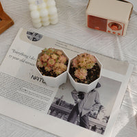 2'' Echeveria Pink Queen, Rare Live Succulent Plants