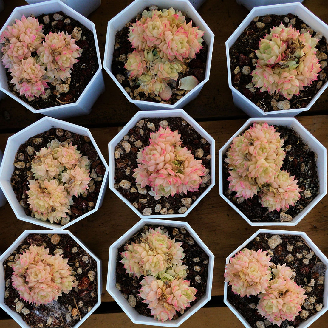 2'' Echeveria Pink Queen, Rare Live Succulent Plants