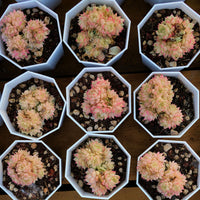 2'' Echeveria Pink Queen, Rare Live Succulent Plants