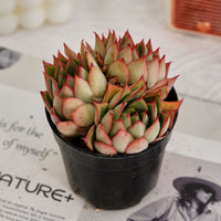 4'' Echeveria Yeon-Deung, Rare Live Succulent Plants