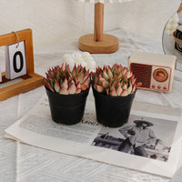 4'' Echeveria Yeon-Deung, Rare Live Succulent Plants