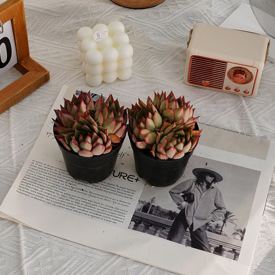 4'' Echeveria Yeon-Deung, Rare Live Succulent Plants