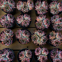 4'' Echeveria Yeon-Deung, Rare Live Succulent Plants