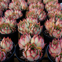 4'' Echeveria Yeon-Deung, Rare Live Succulent Plants