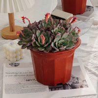 7'' Echeveria Laulensis, Rare Live Succulent Plants