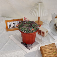 7'' Echeveria Laulensis, Rare Live Succulent Plants
