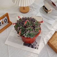 7'' Echeveria Laulensis, Rare Live Succulent Plants
